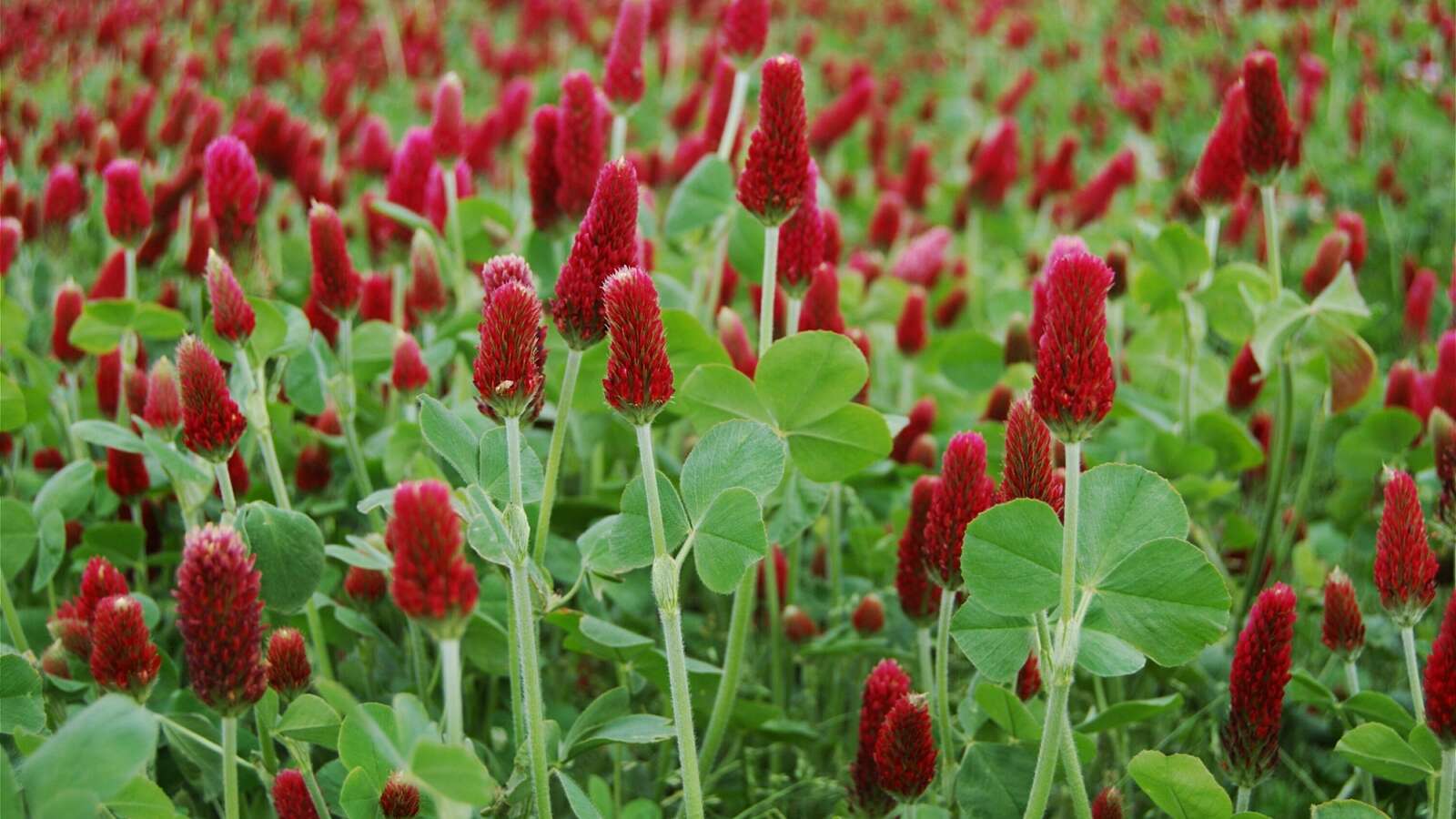 Crimson Clover