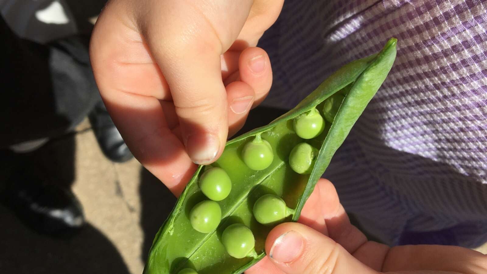 Peas growing at Edible Playground project