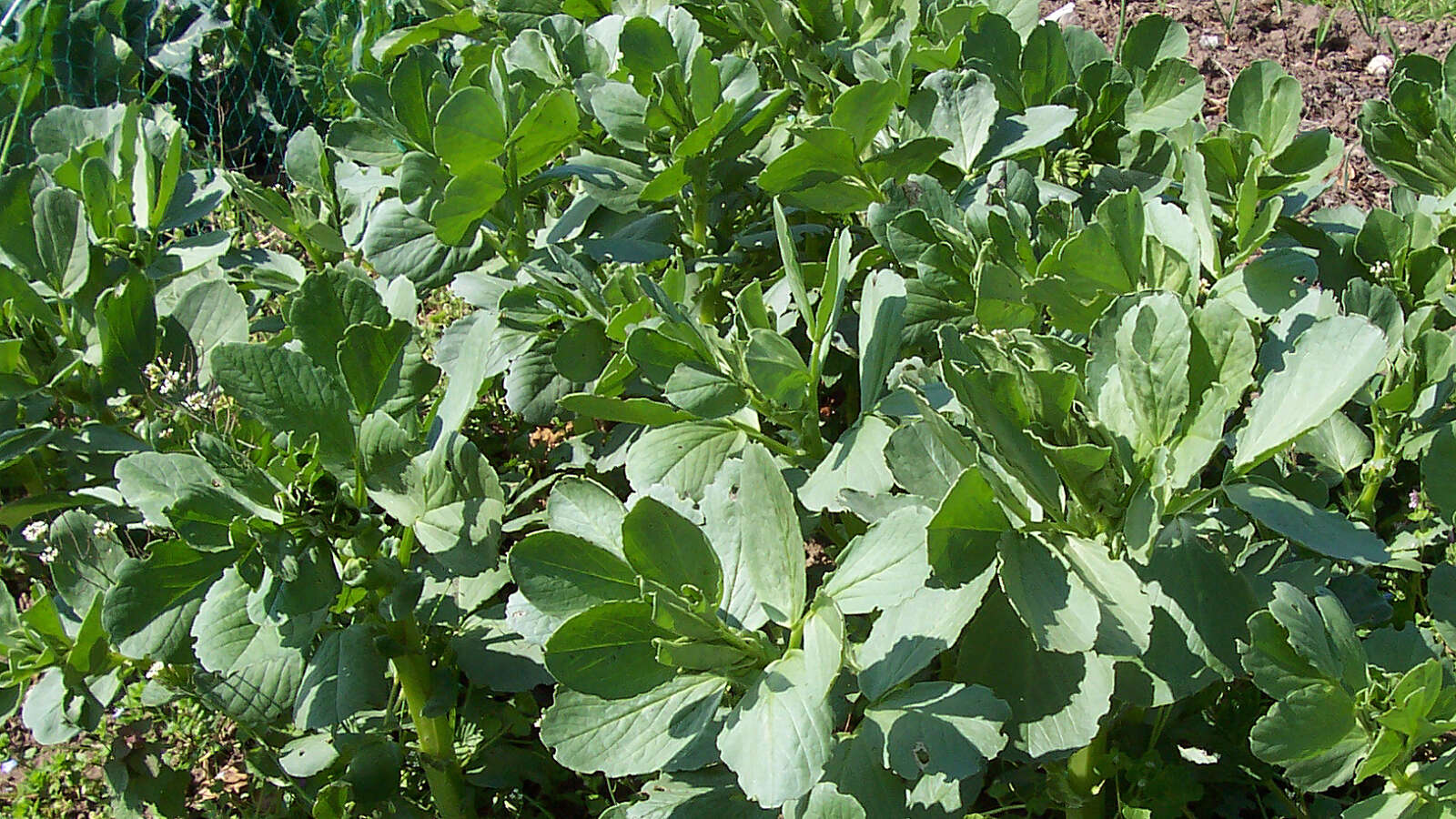 field beans