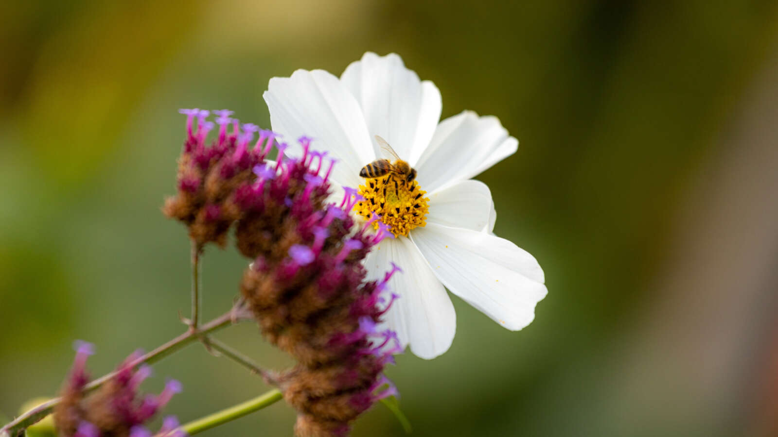 Flowers and vegetables growing together