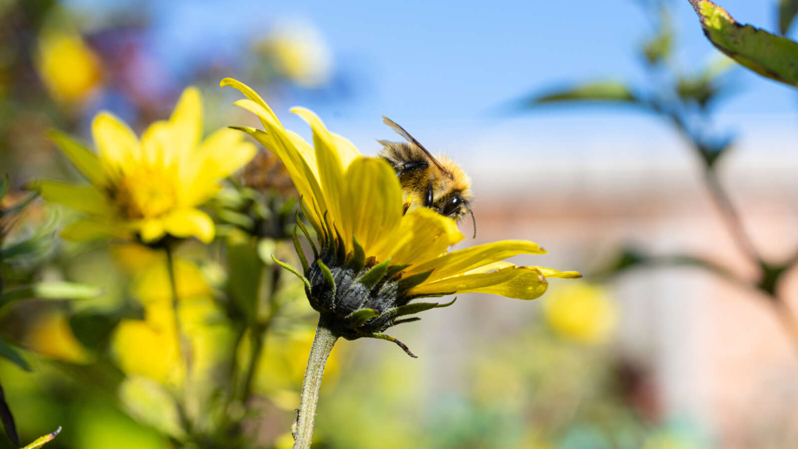 Bee on flower