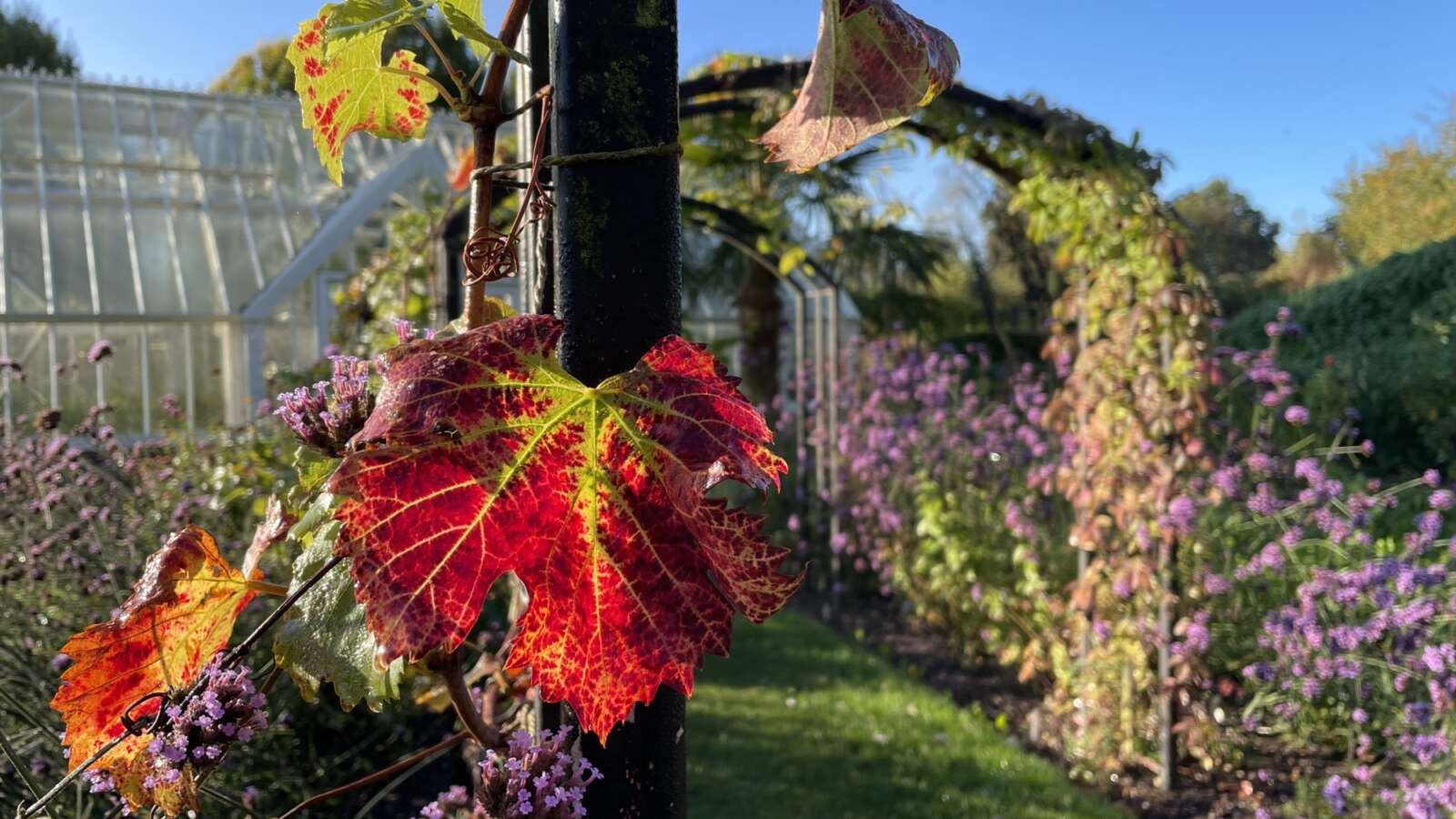 Ryton garden in November