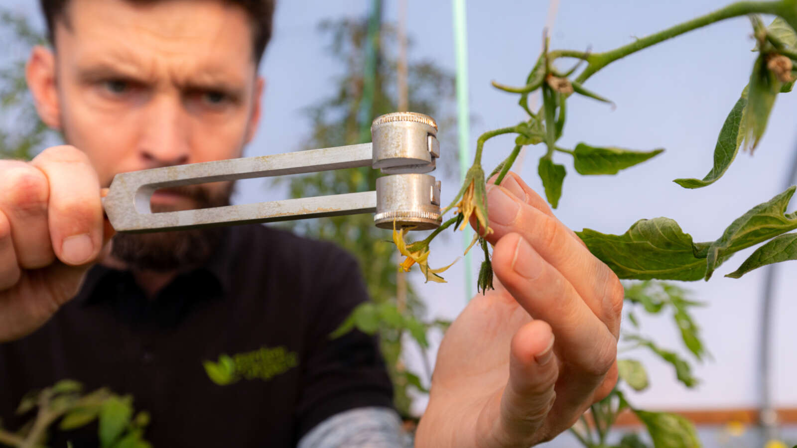 a man holding a tuning fork above a tomato flower