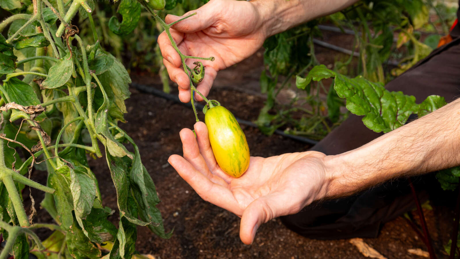 Hands holding a Green Sausage Tomato from Garden Organic's Heritage Seed Library