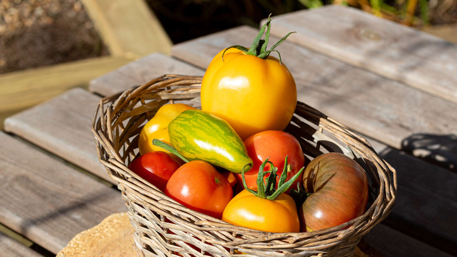 HSL Multicoloured Tomato Varieties in basket