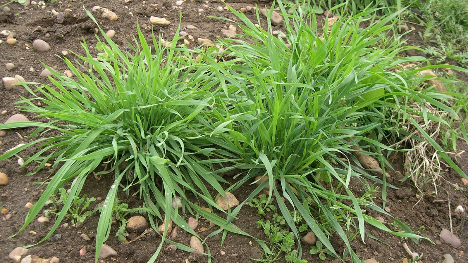 Hungarian Grazing Rye