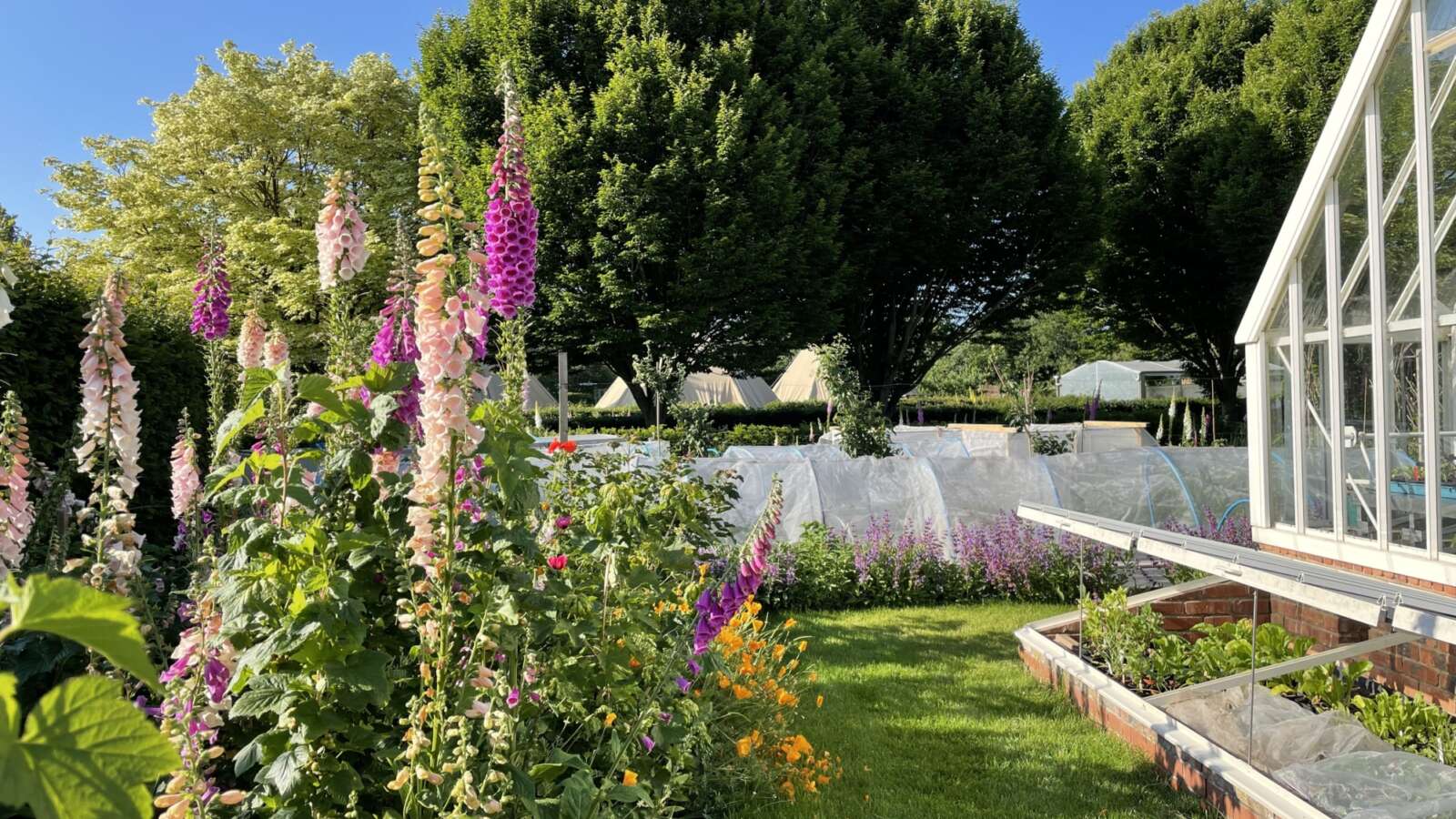 Foxgloves in Ryton garden in June