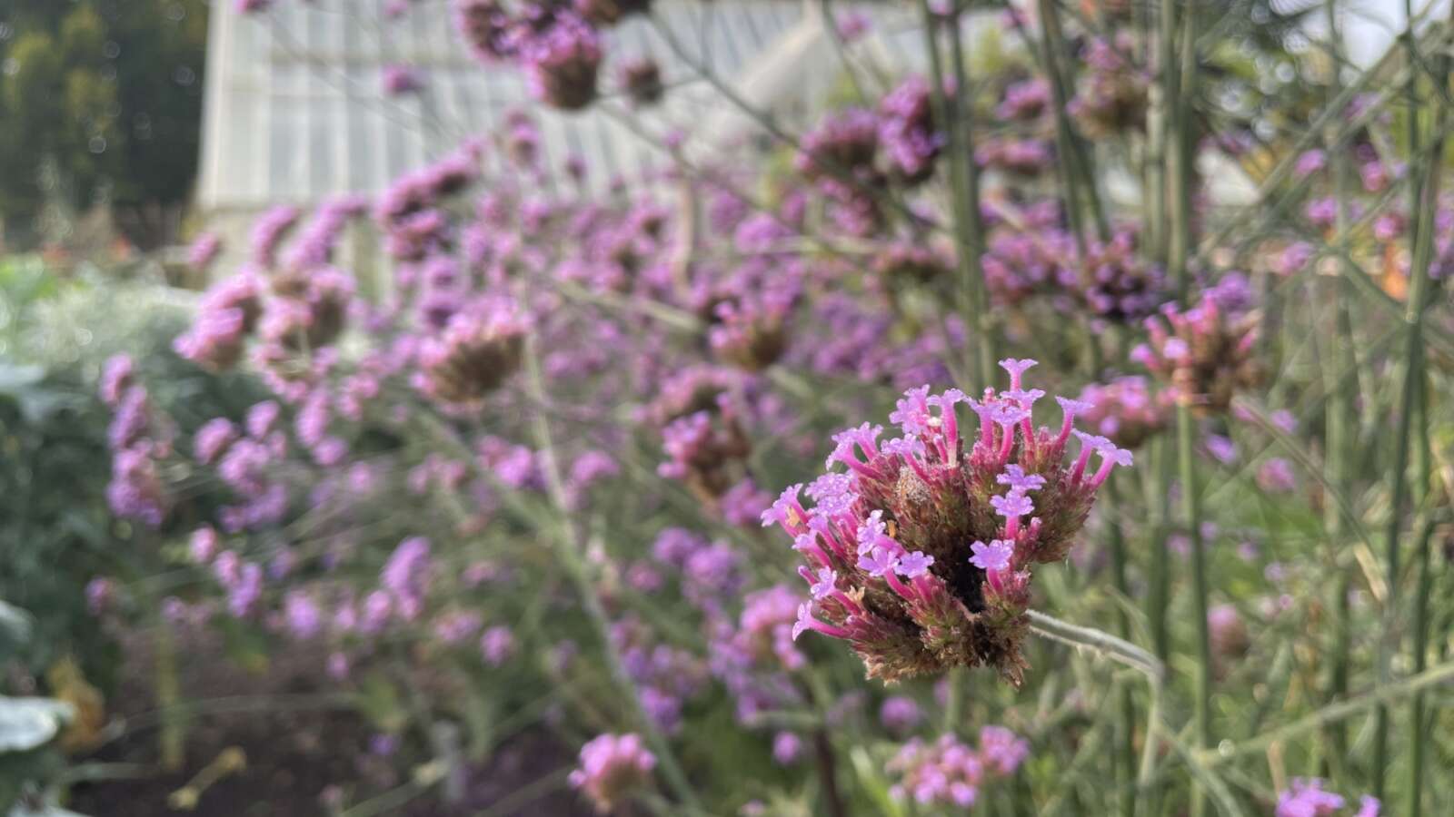Verbena bonariensis