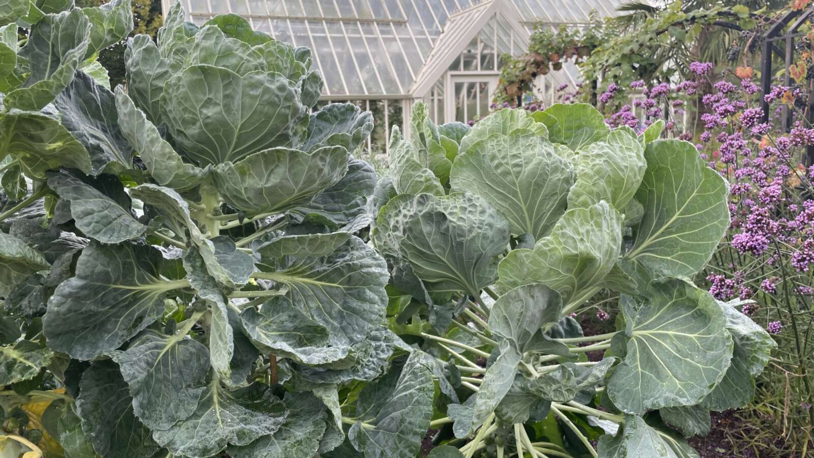 Sprouts growing at Ryton gardens