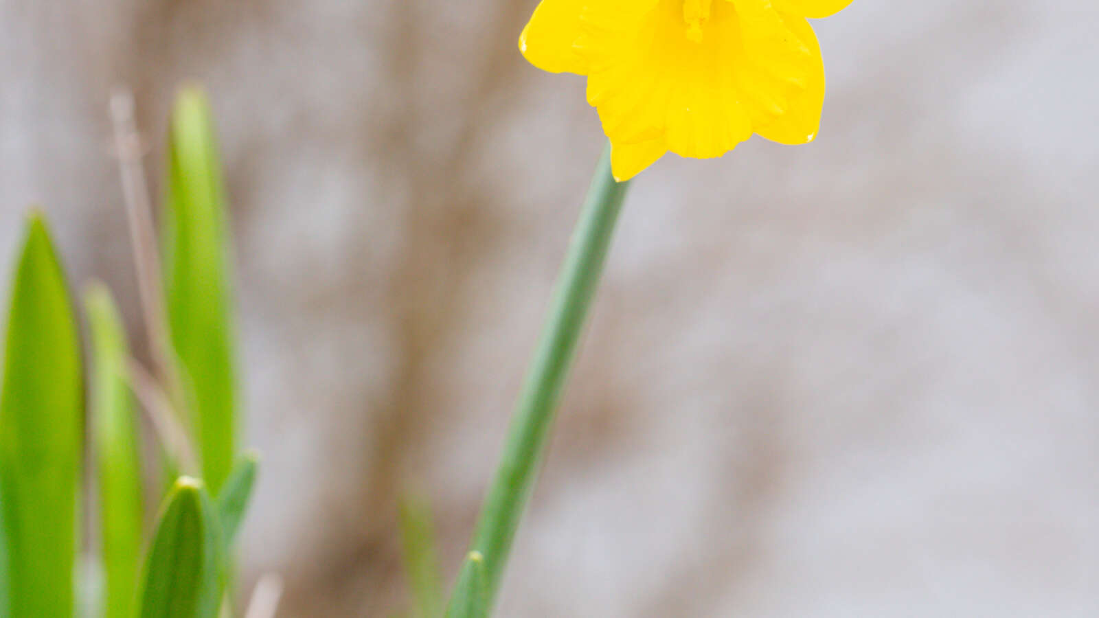 Daffodil flower