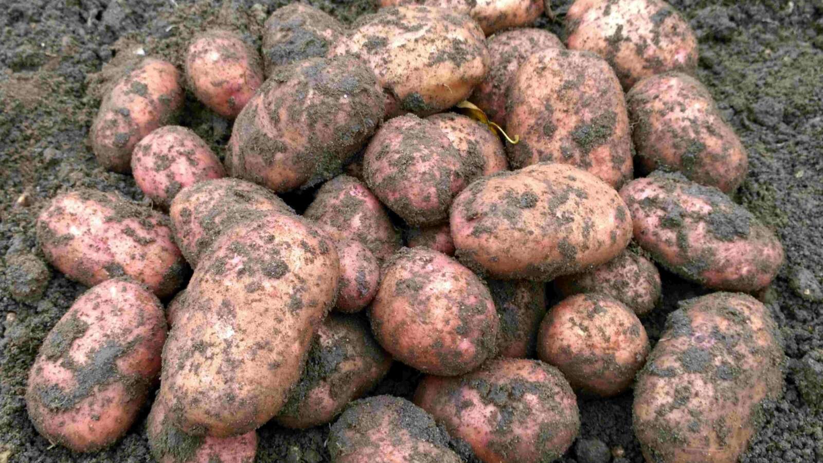 Earthed up Sarpo Mira Potatoes in soil