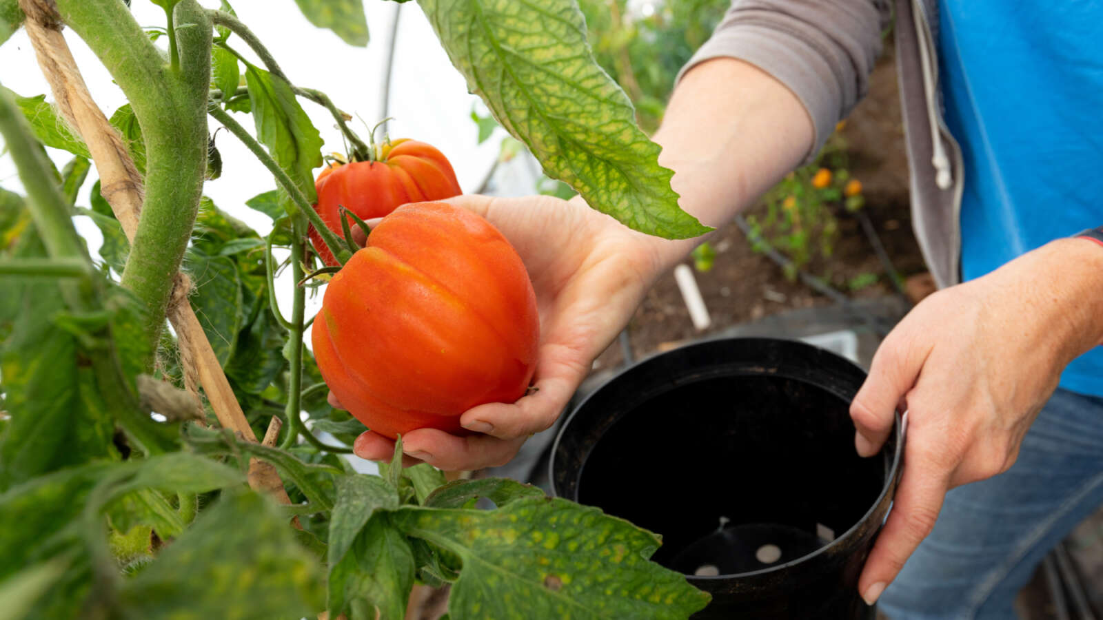 Tomatoes growing in the green house