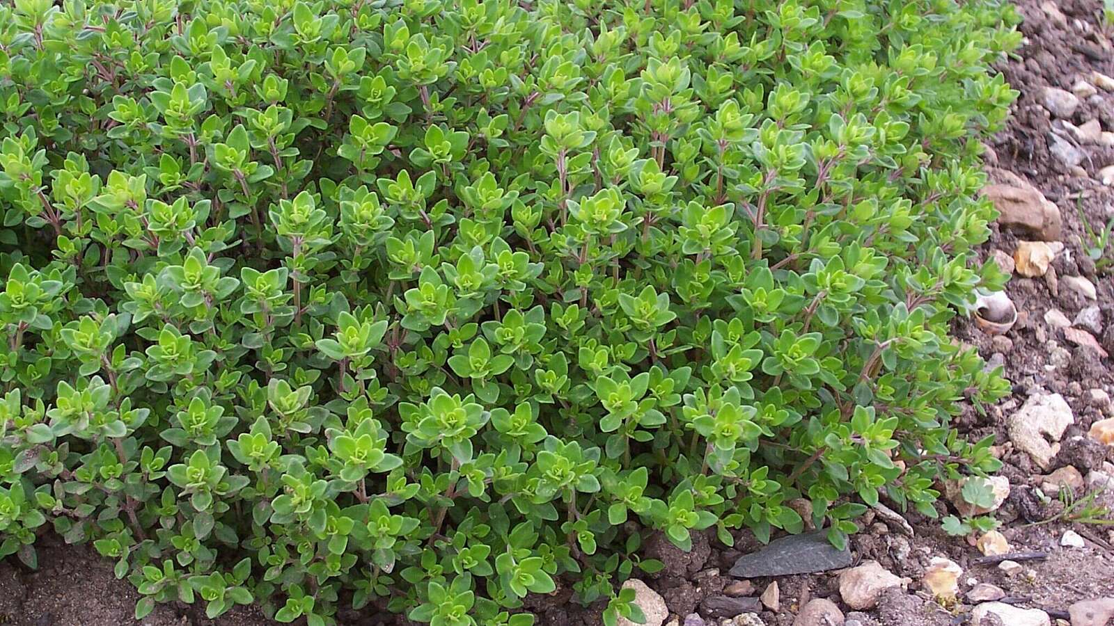 Thyme bush surrounded by gravel