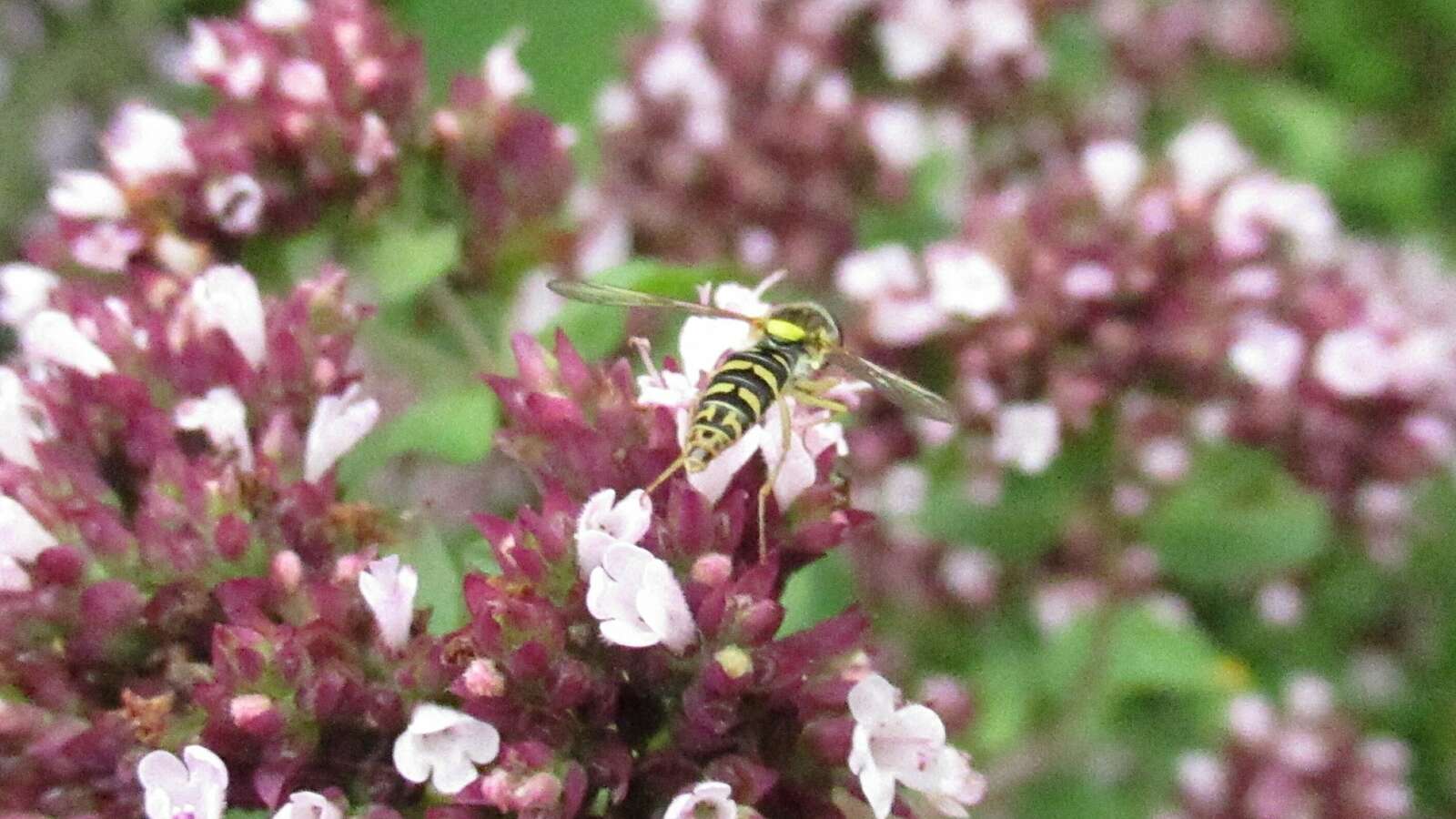 a flowering marjoram herb plant, with a hoverfly on it's flowers.