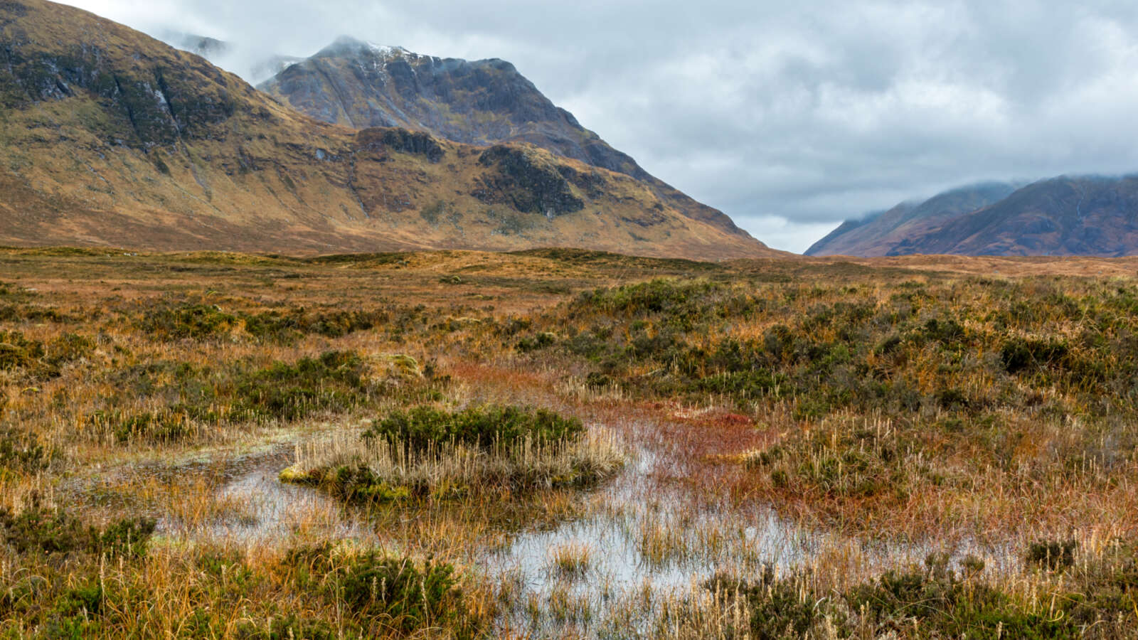 Image of peat bog