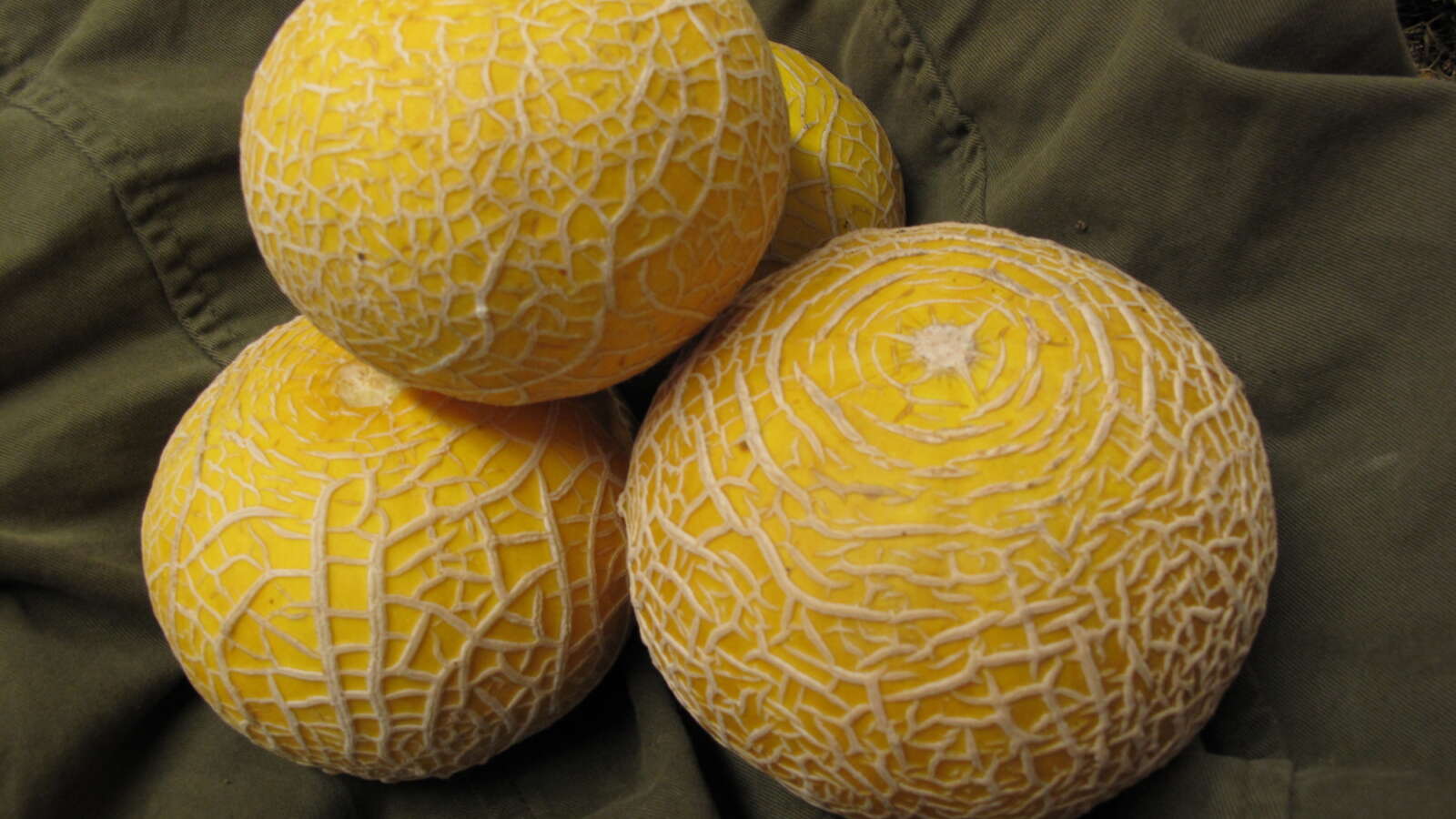 Yellow Melon, variety Hero of Lockinge