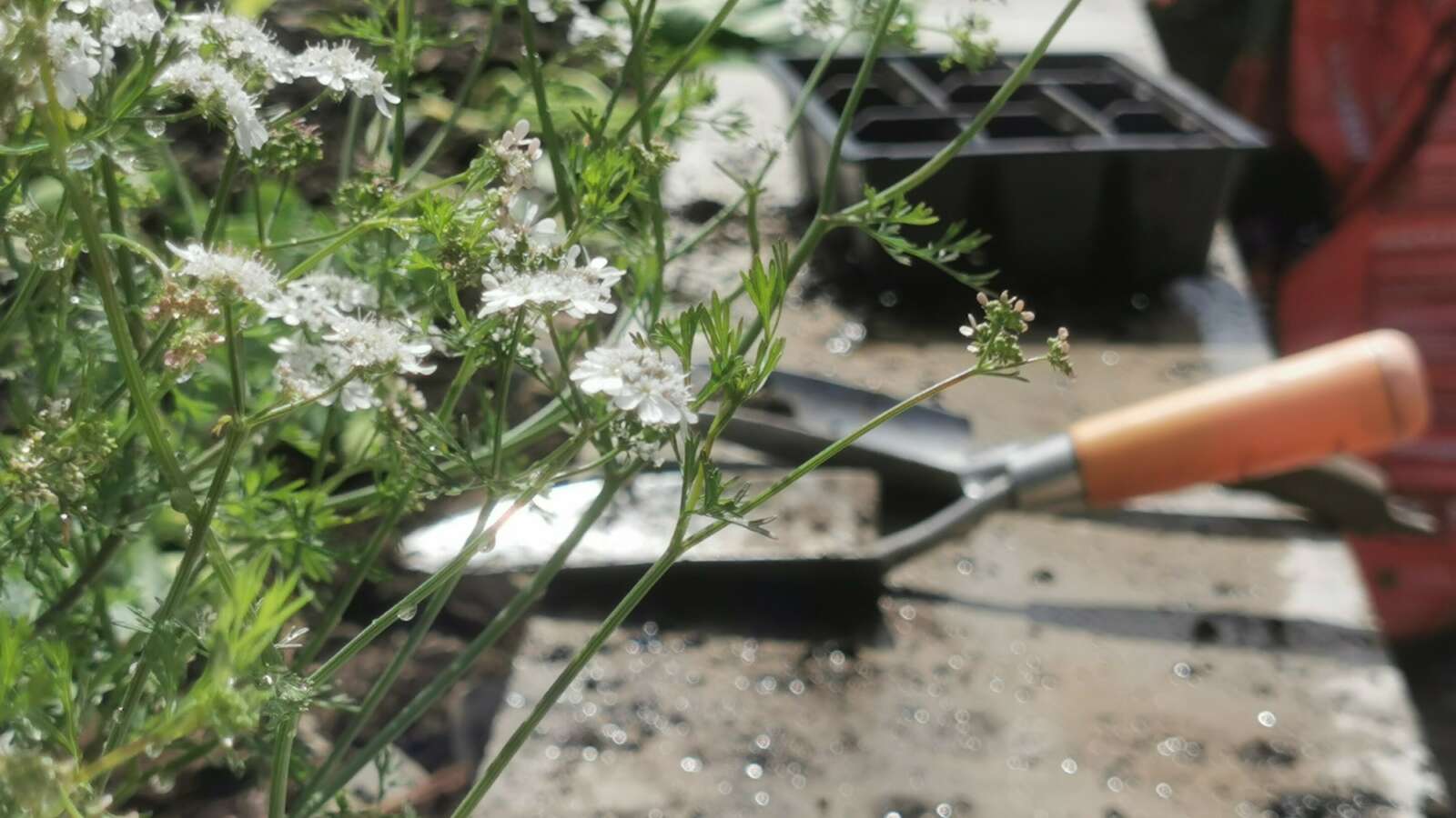 Trowel and herbs at our Master Gardeners project Wales