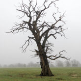 Dead Oak Tree