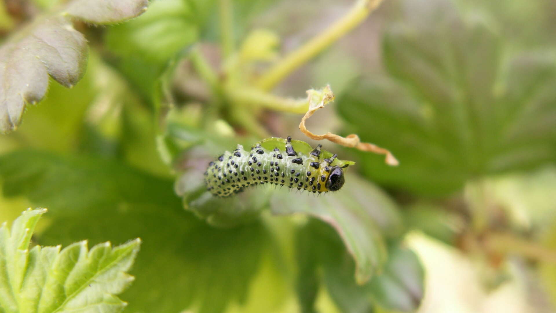 Gooseberry sawfly on a leaf