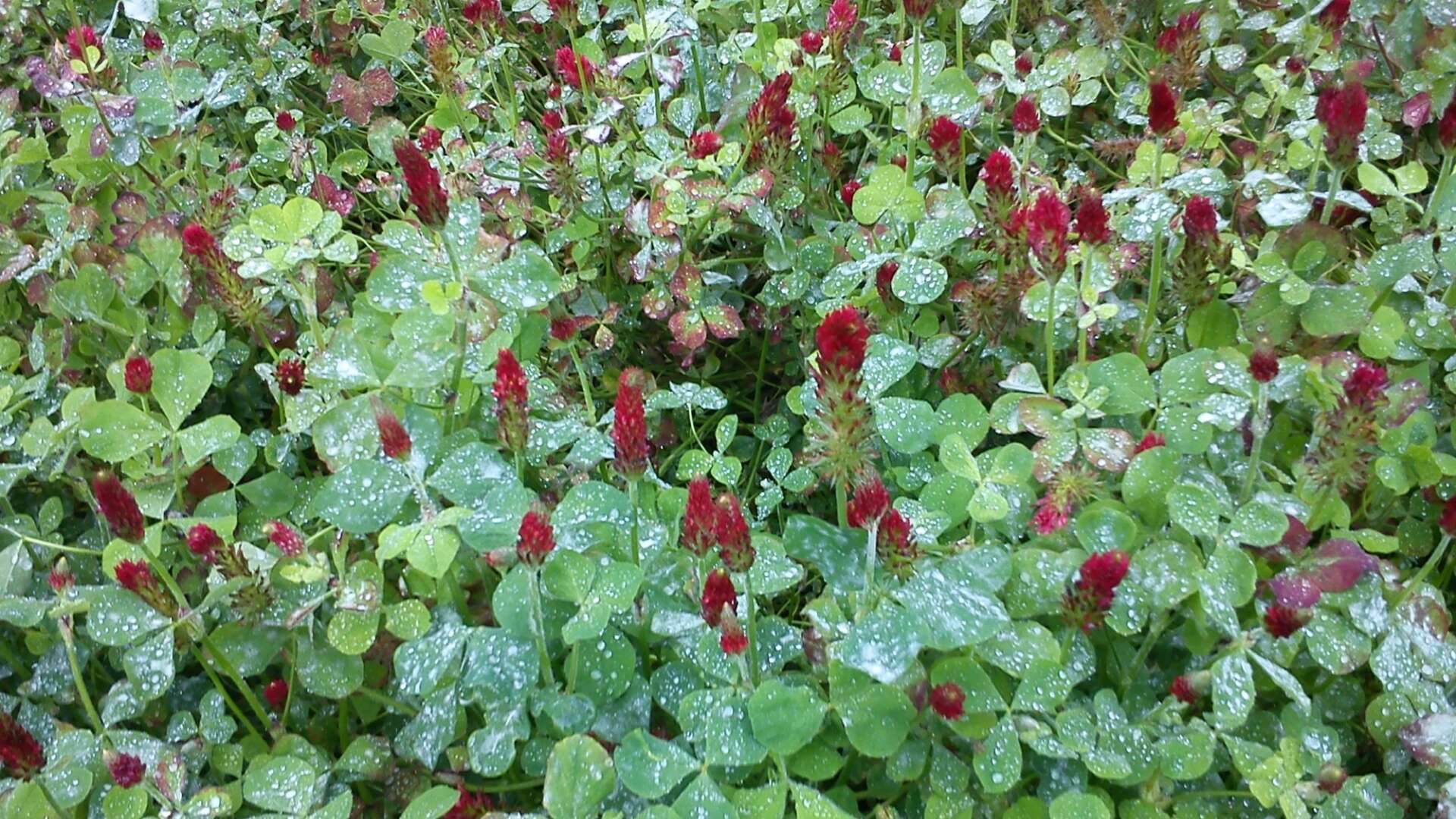 Crimson clover green manure