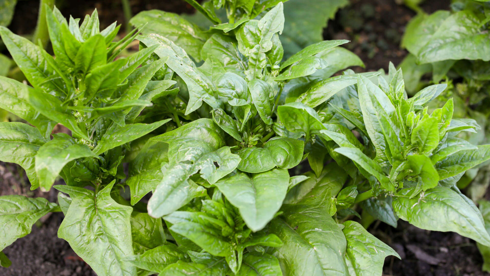 Spinach matador plant