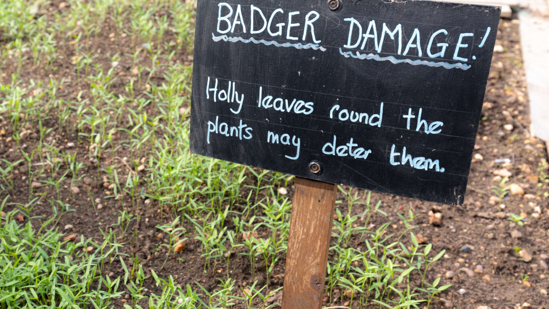 Sign about badgers