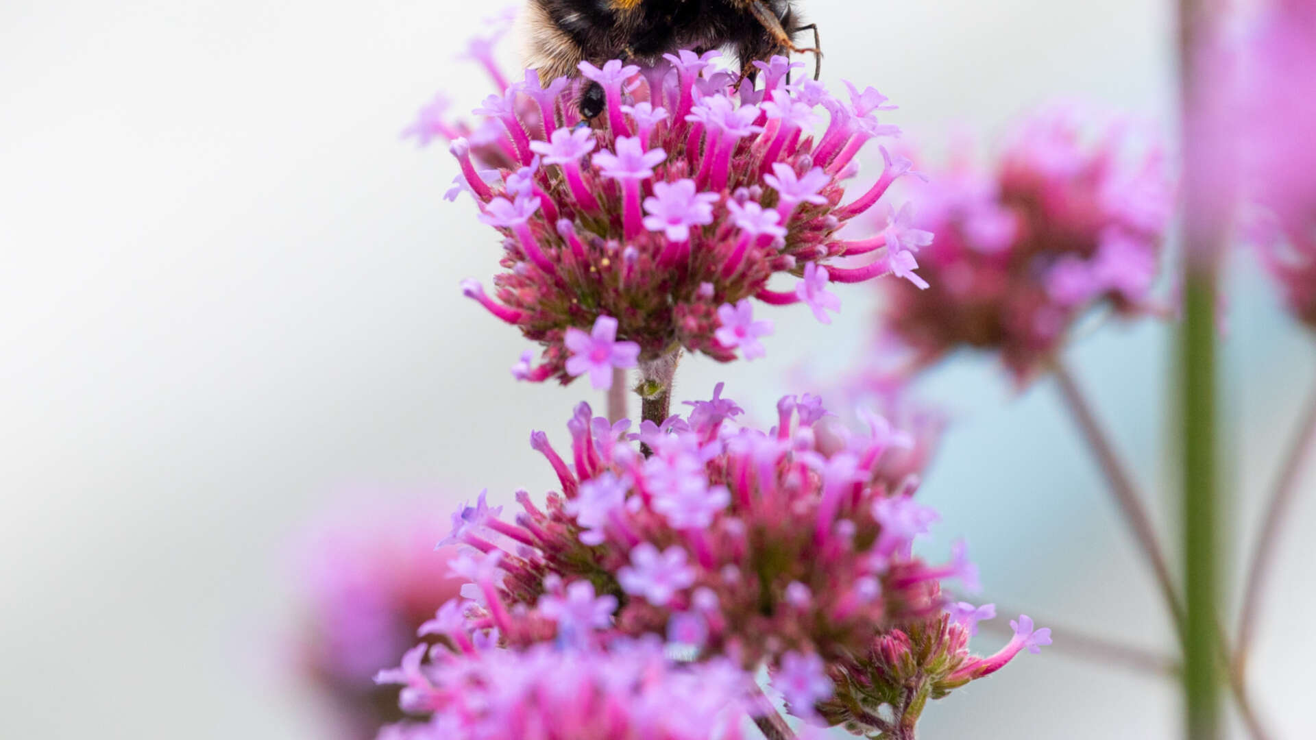 Bee sitting on top of a pink verbena flower