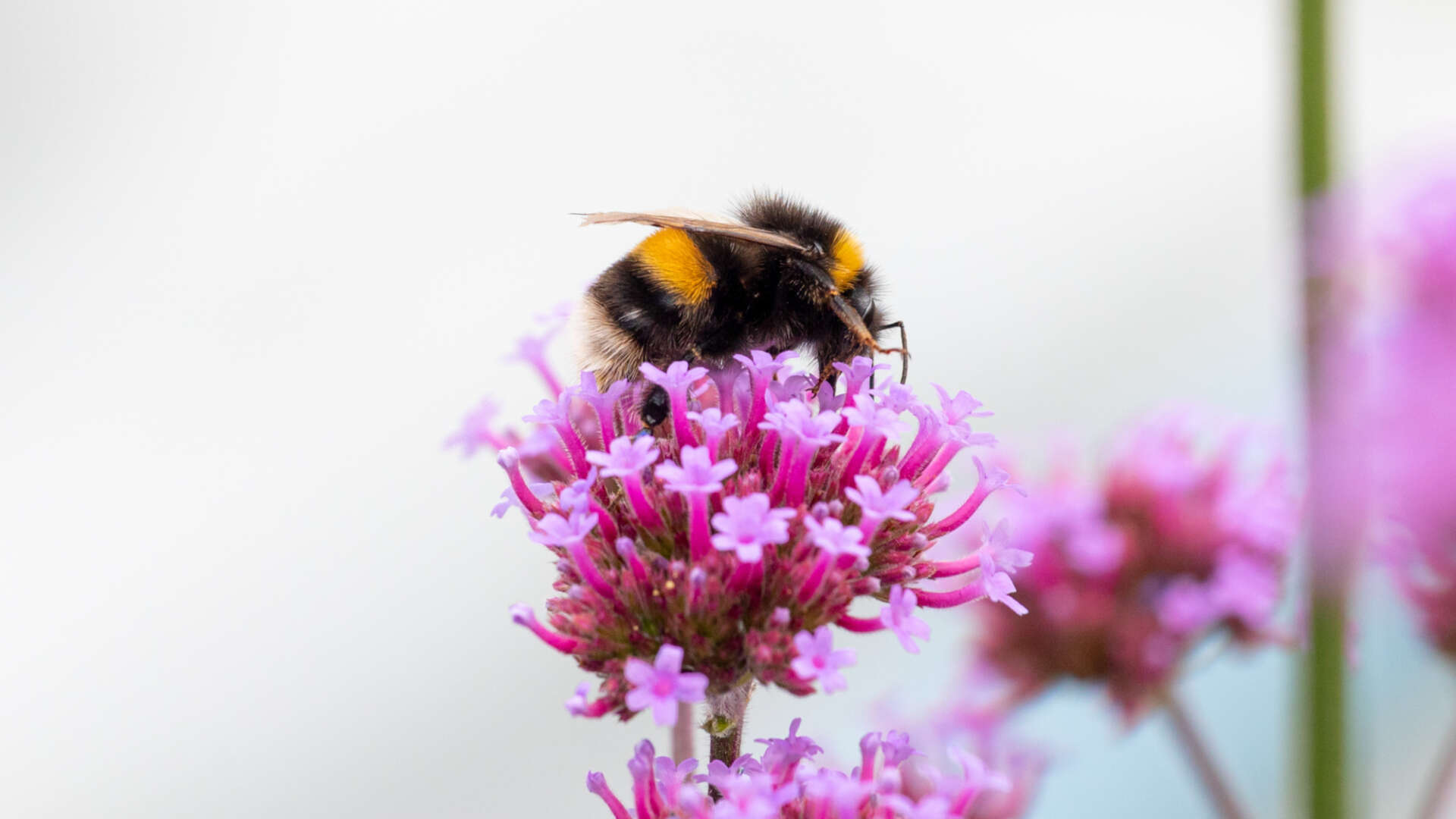 Bee sitting on top of a pink verbena flower