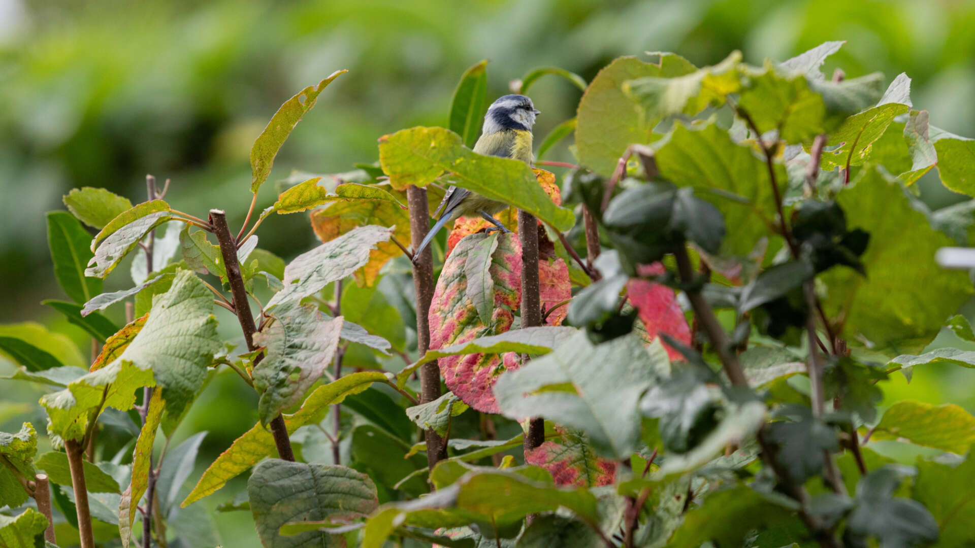 Blue Tit Bird sitting in leaves