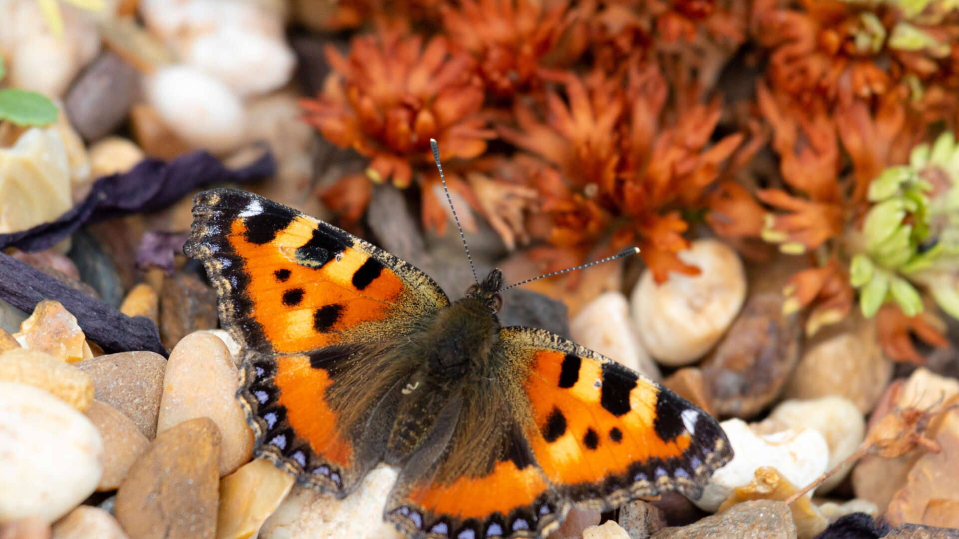 Butterfly in the garden