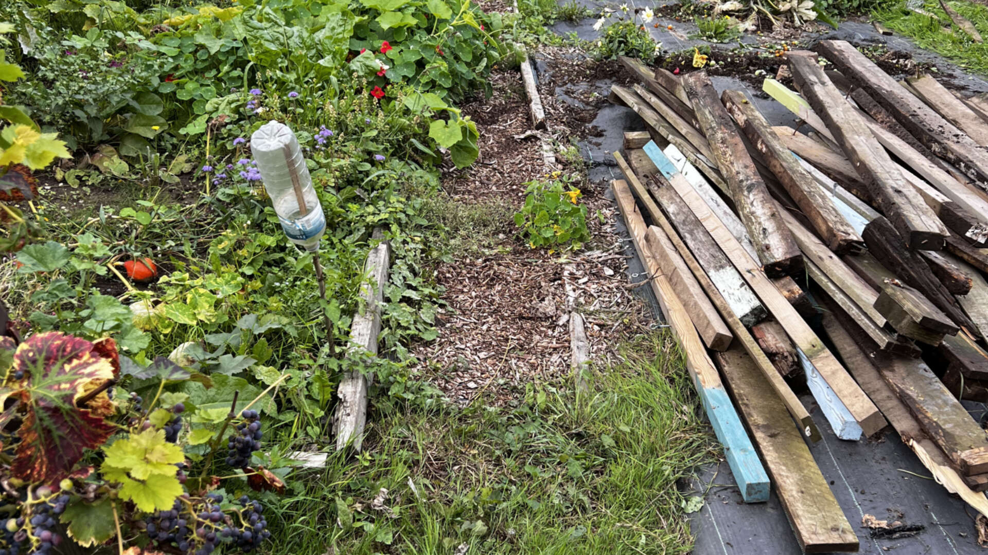 Chris Collins' allotment mid makeover