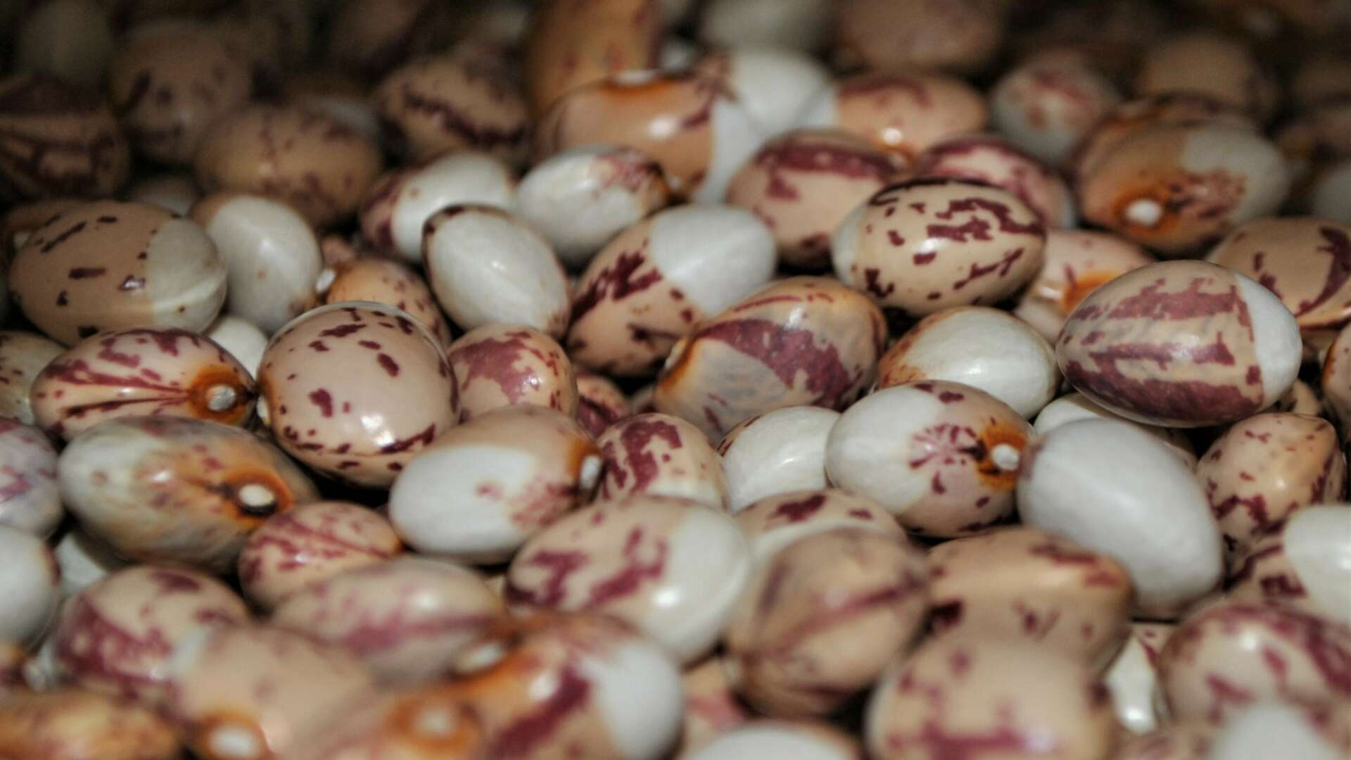 Coco Bi-coloured french climbing beans
