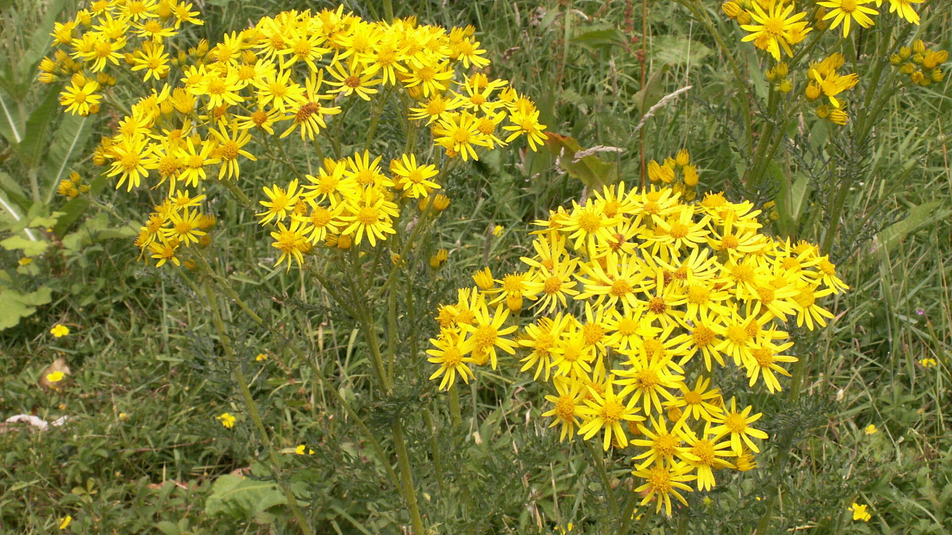 Common ragwort with bright yellow flowers