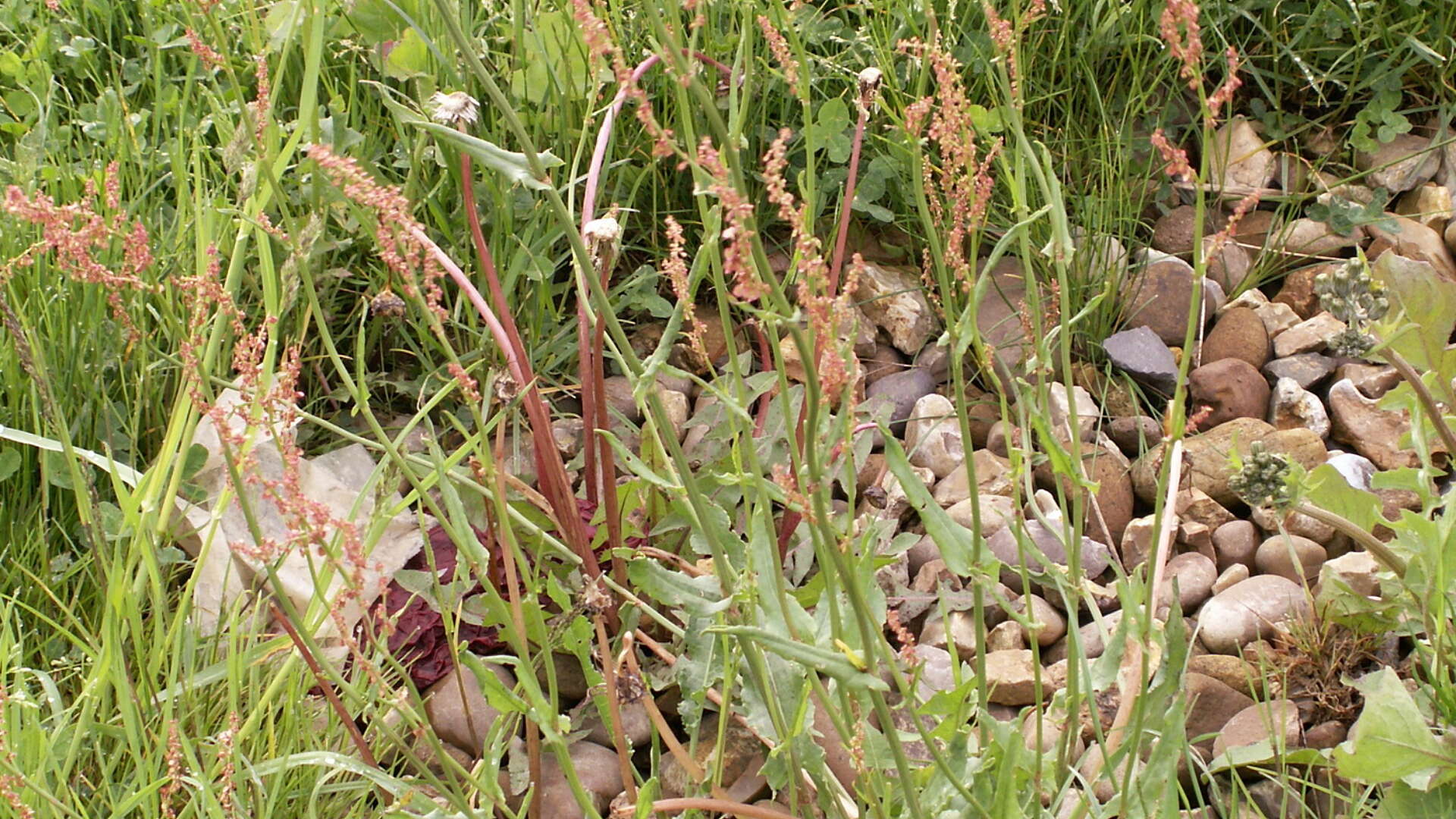 Common sorrel growing in the UK