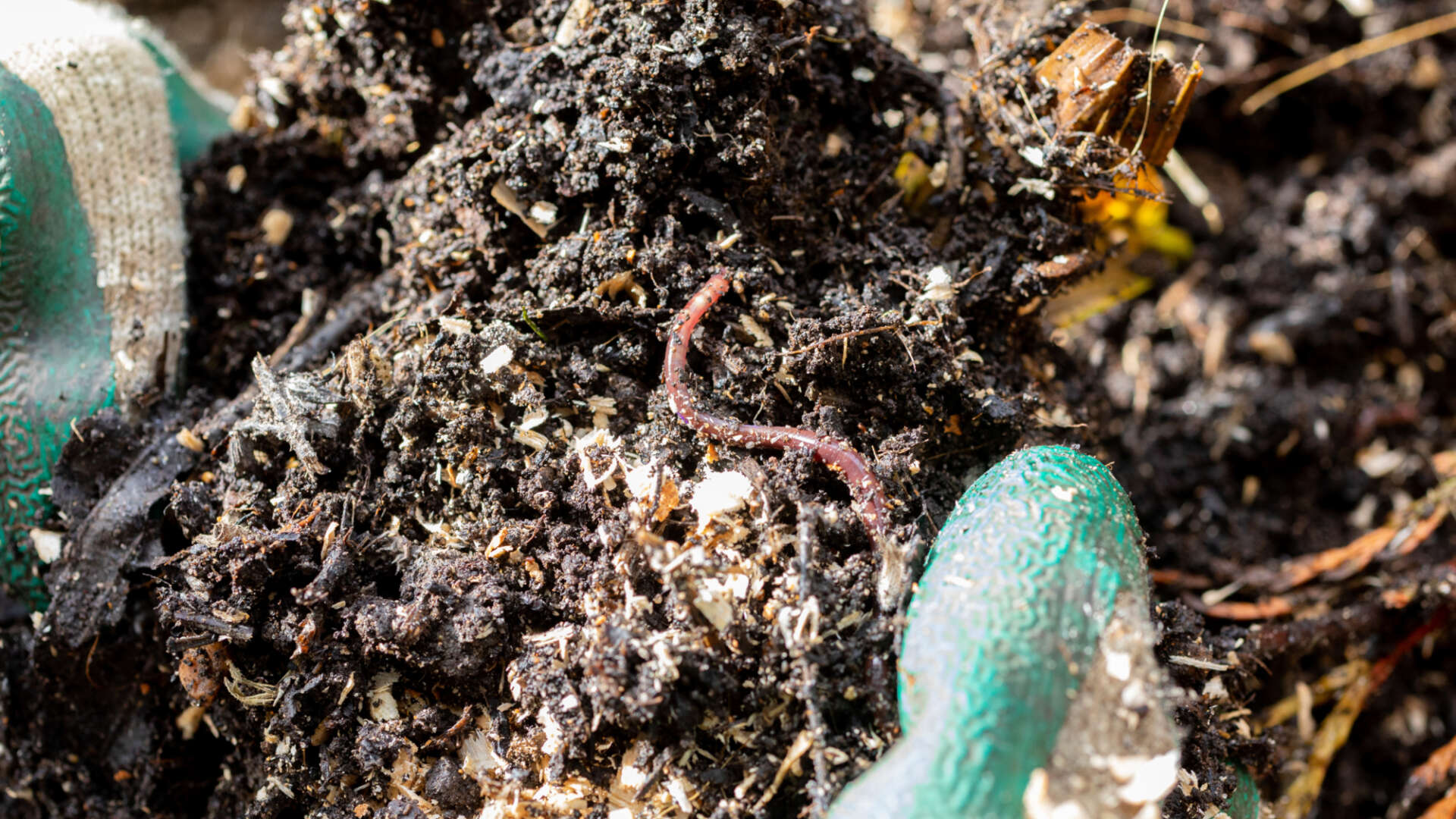 Worms in compost