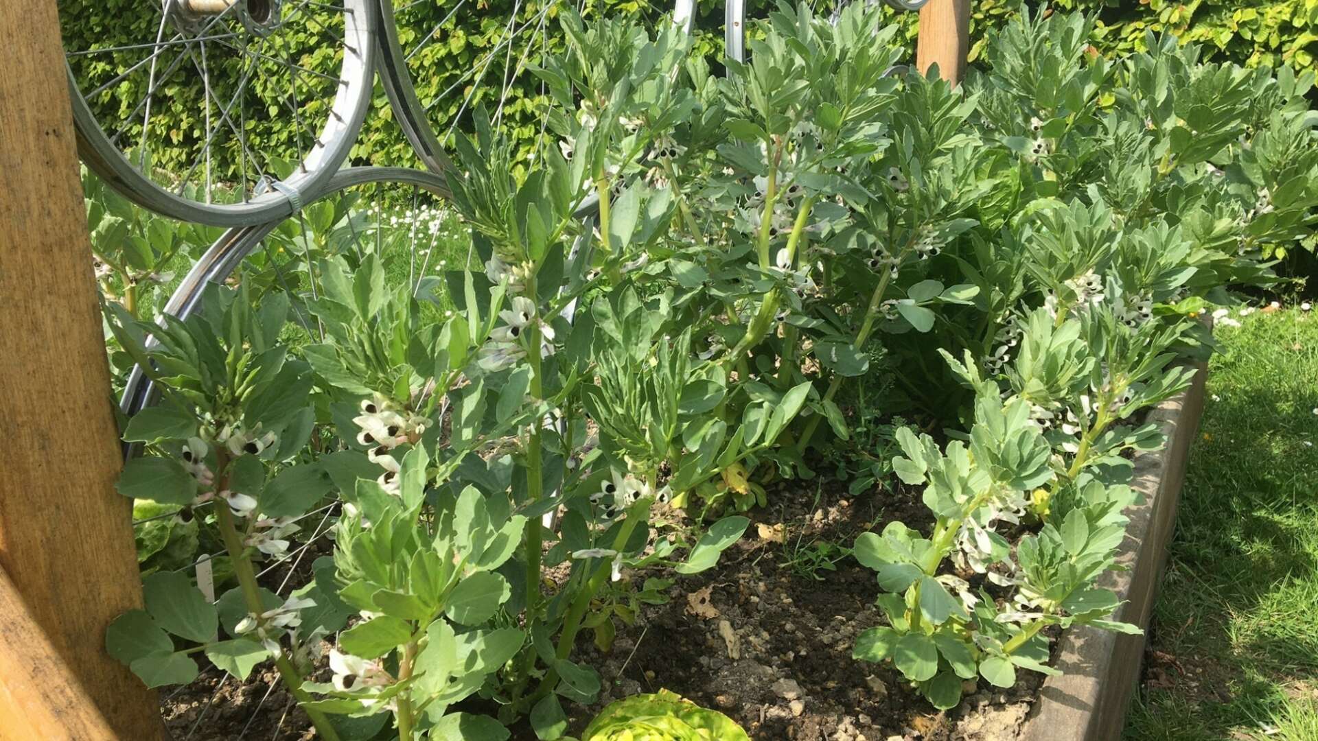 Broad beans growing at Edible Playground project