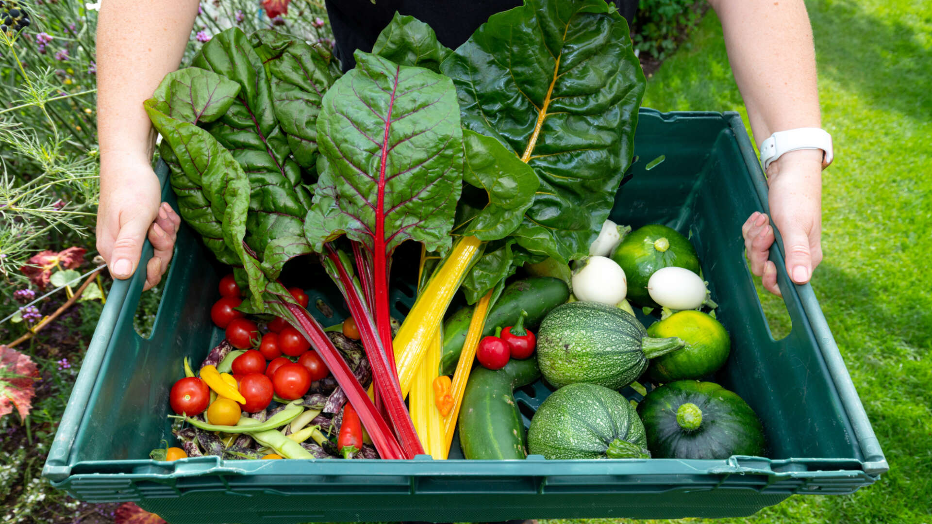 Hands holding a tray of organic vegetables including rainbow chard, tomatoes and squashes.