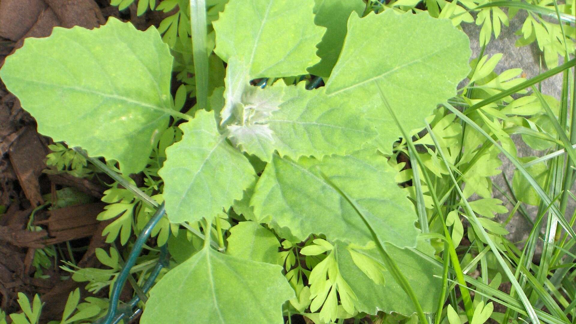 Close up of the weed fat hen