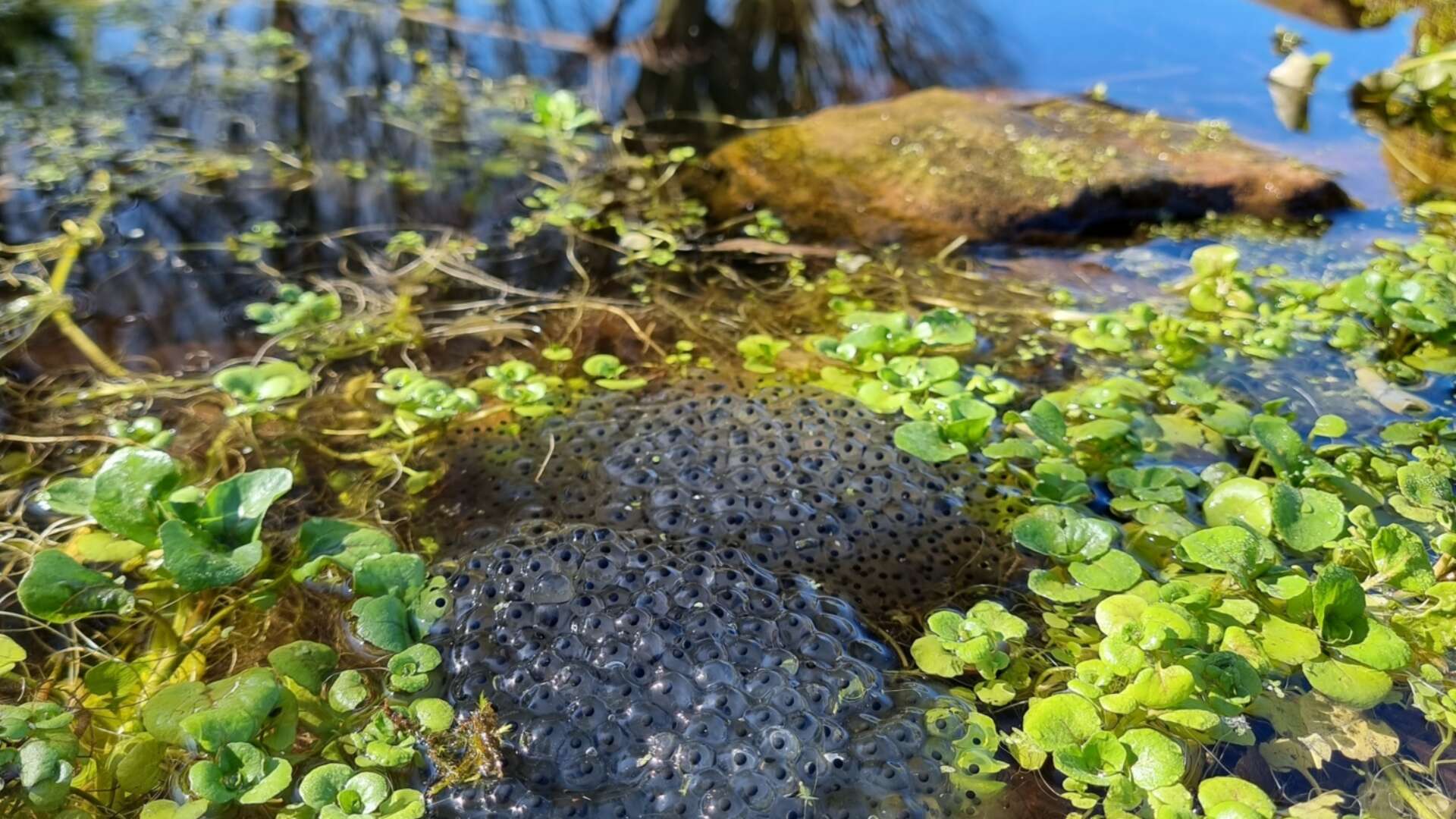 Frog spawn in garden pond