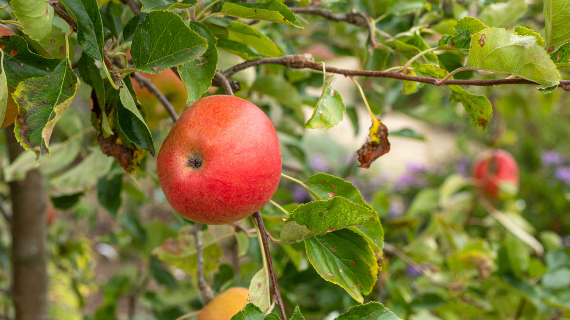 Apple on apple tree
