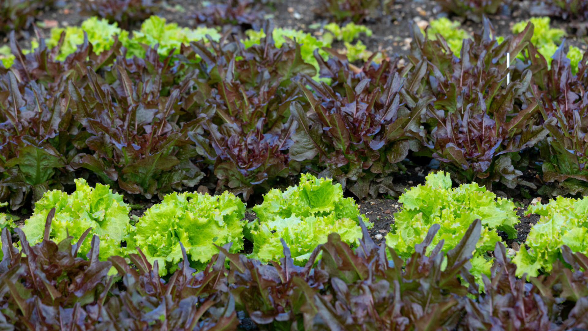 Rows of salad leaves in veg beds