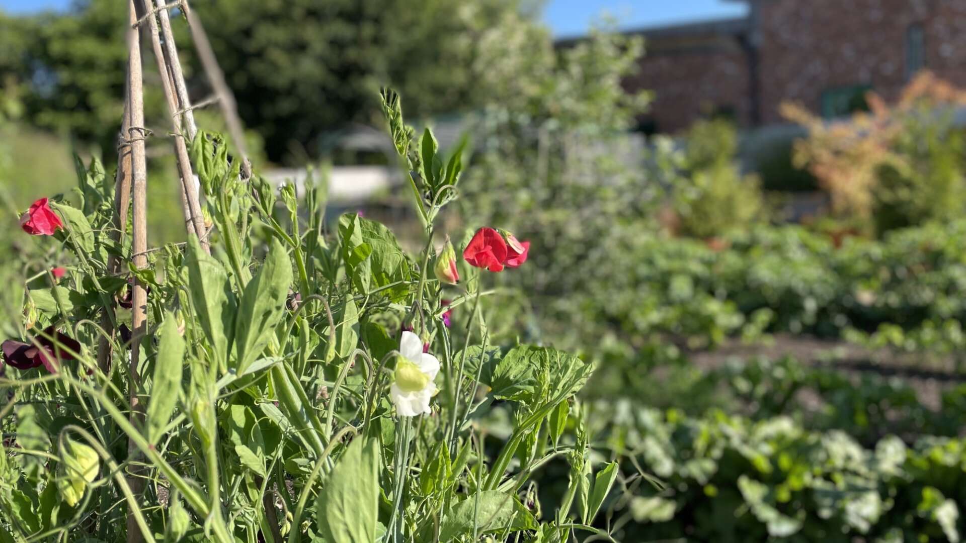 Ryton garden in June