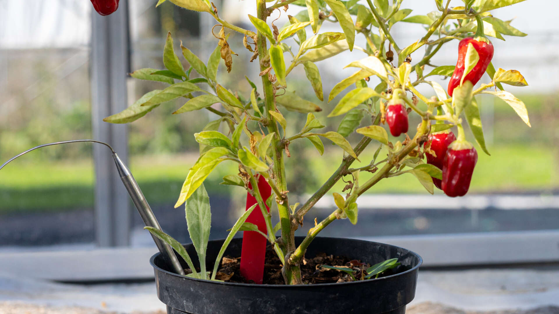 Hinklehatz Chilli in pot