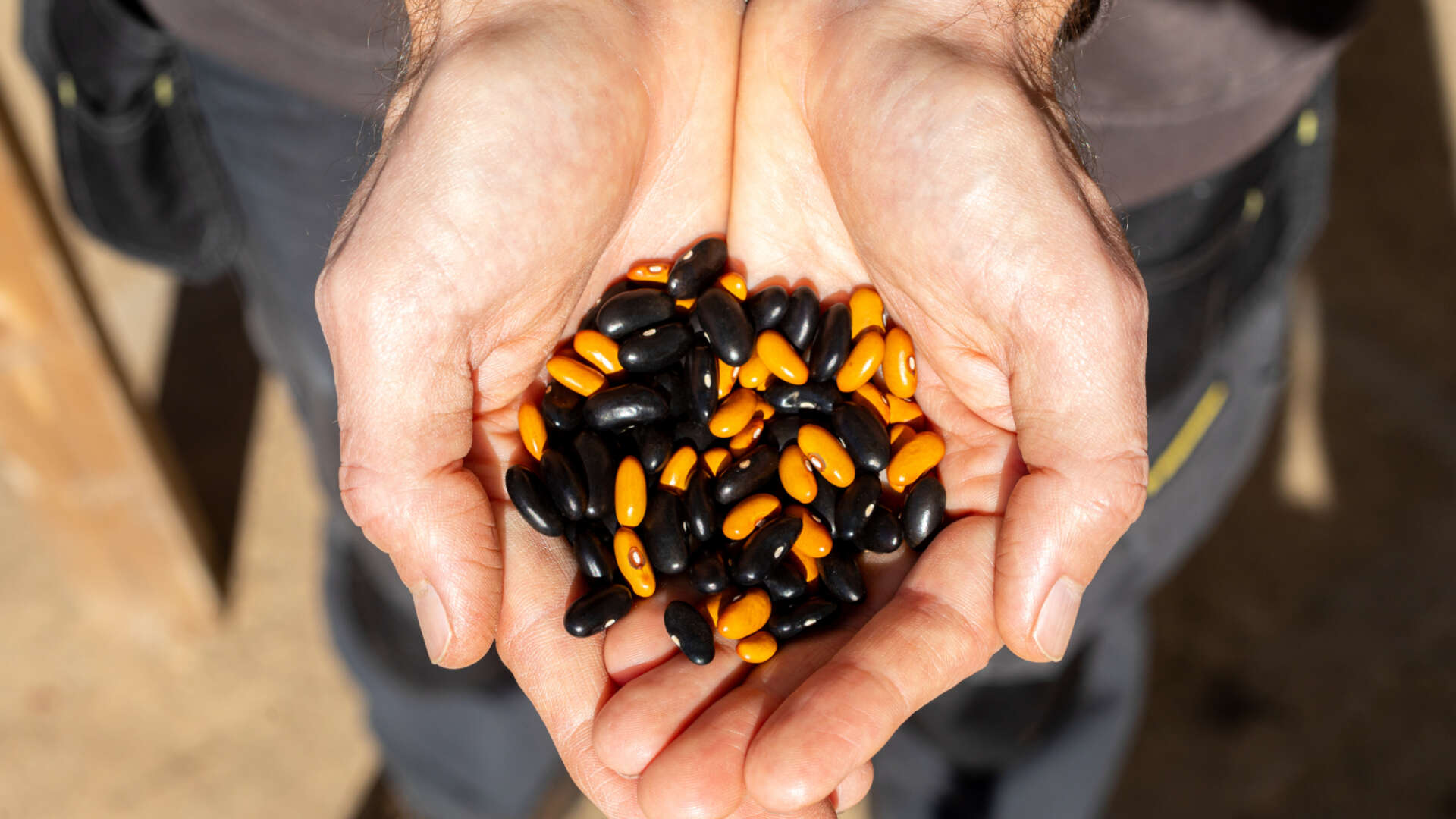 Black and Yellow dwarf french beans being held in hands