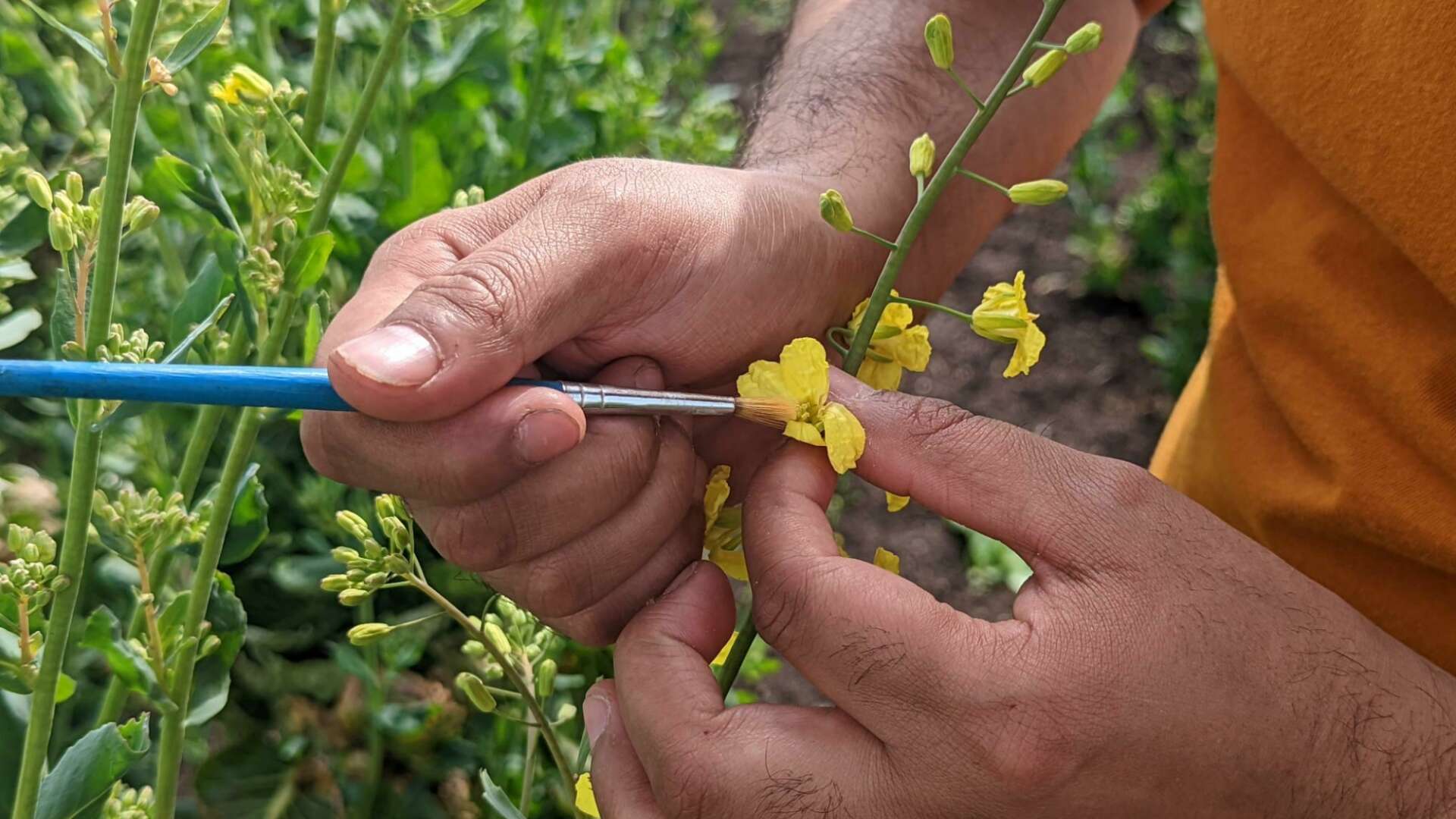 Hand pollinating brussel sprout