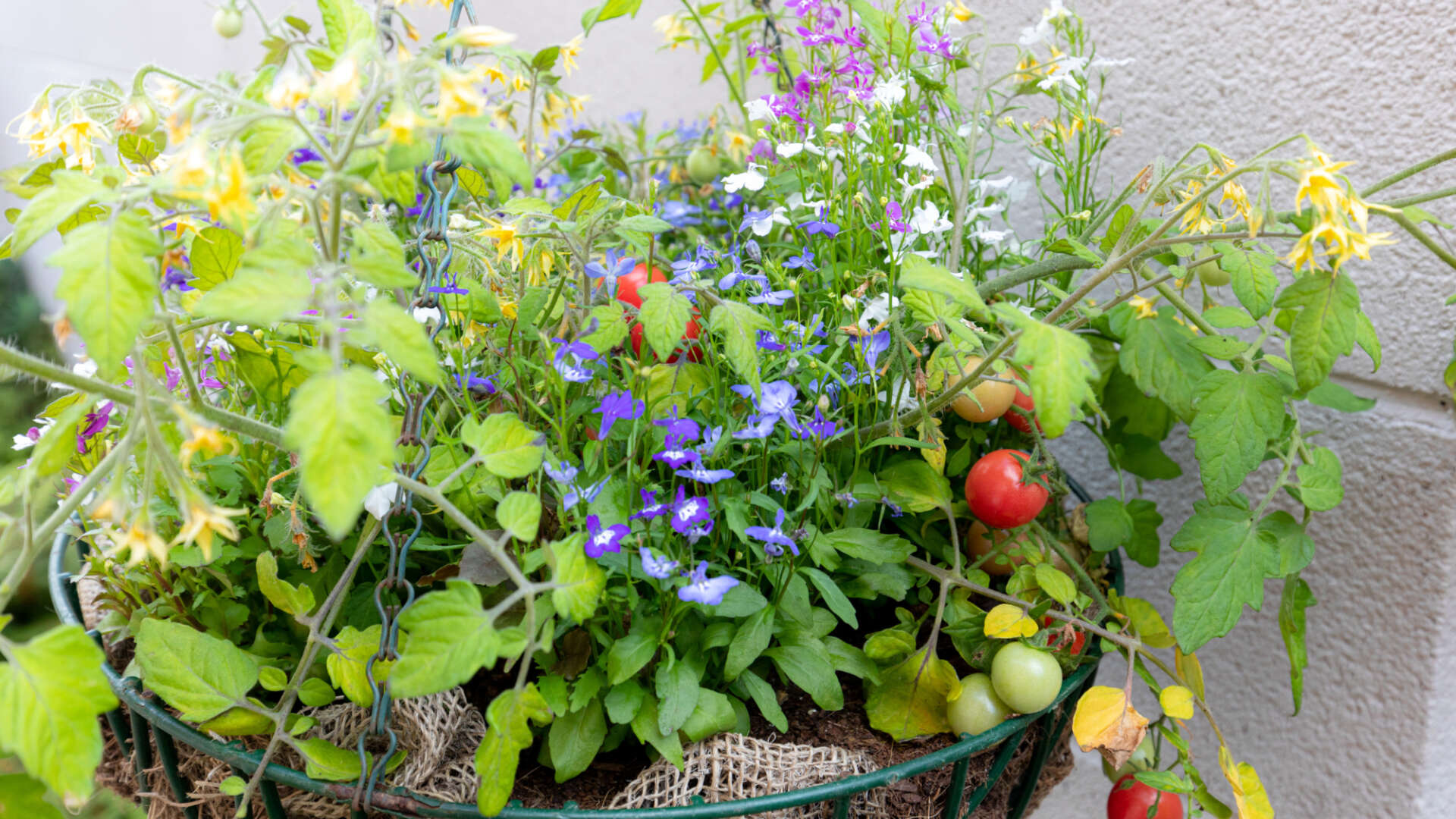 Hanging basket