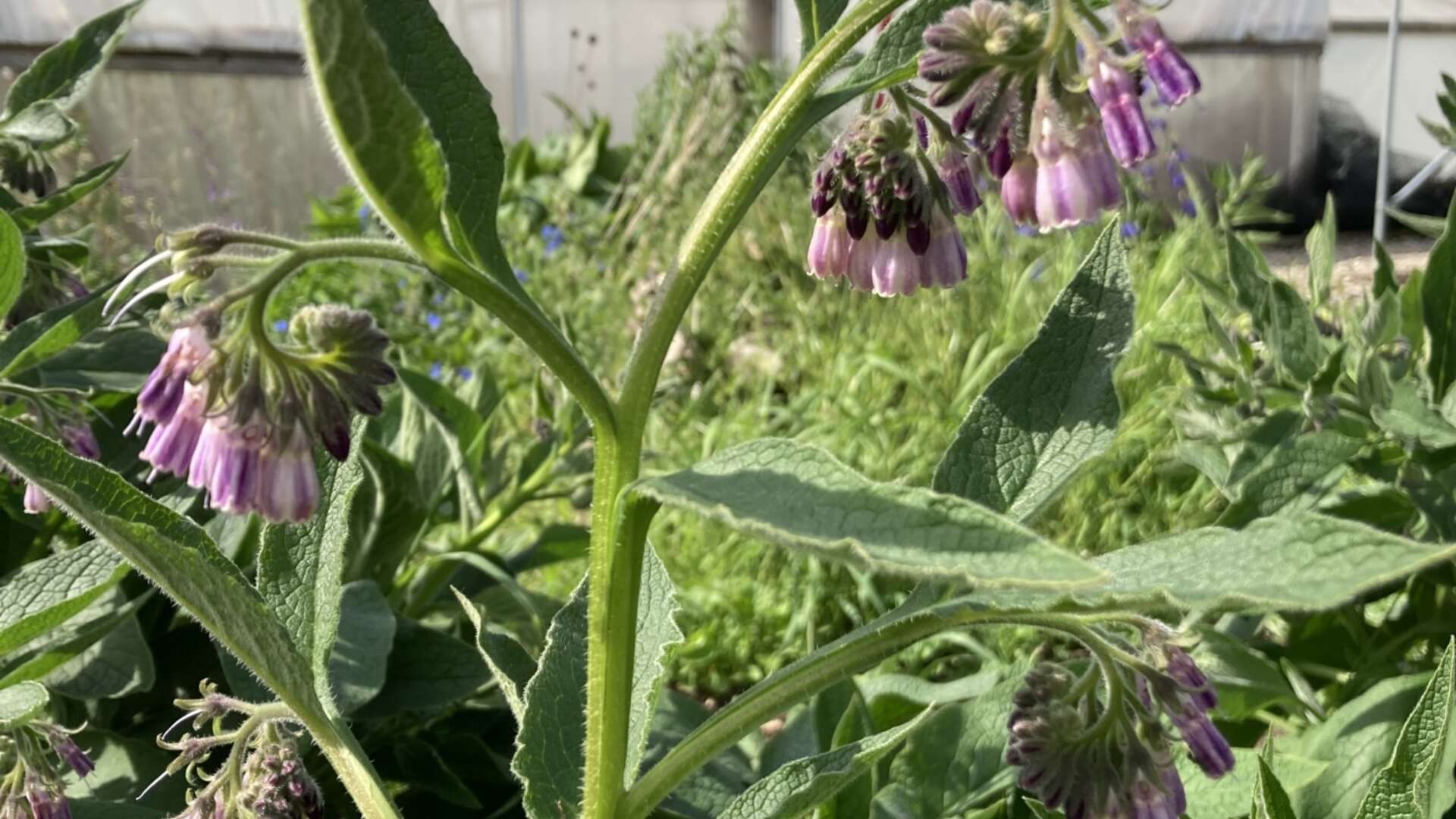 Bocking 14 Comfrey growing at Ryton