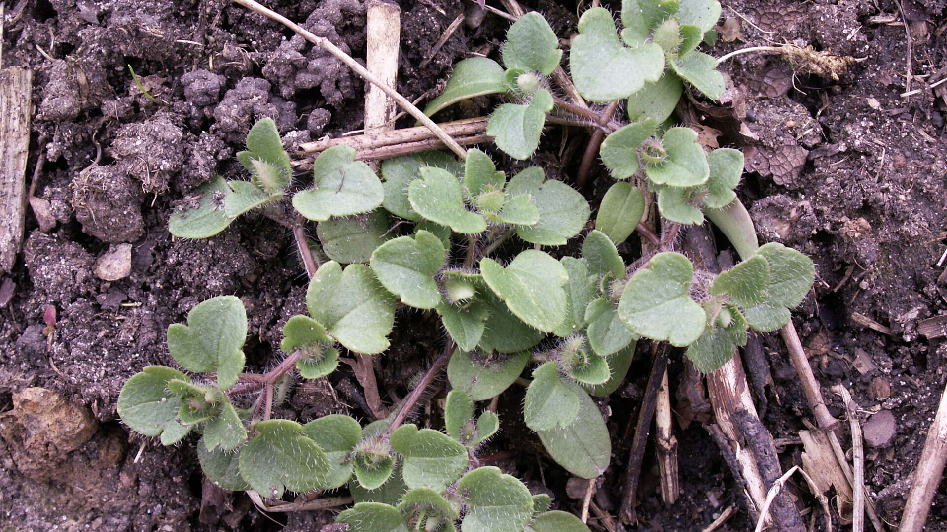 Ivy leaved speedwell