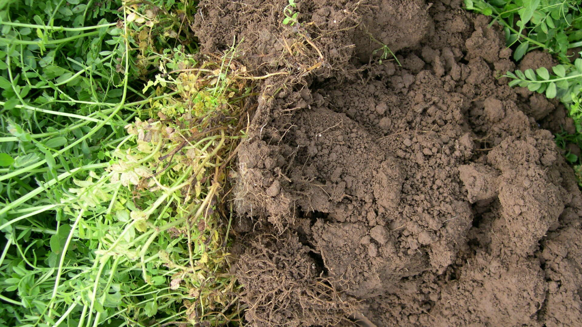 Soil under vetch