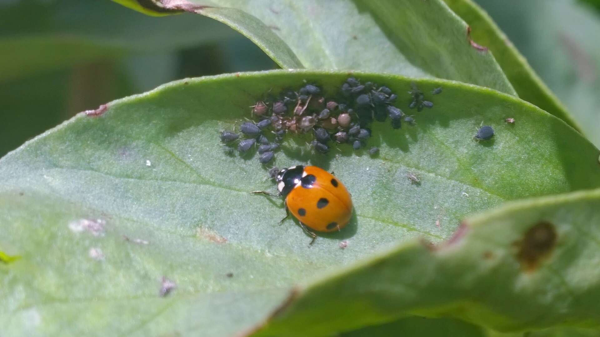 Ladybird eating black aphids